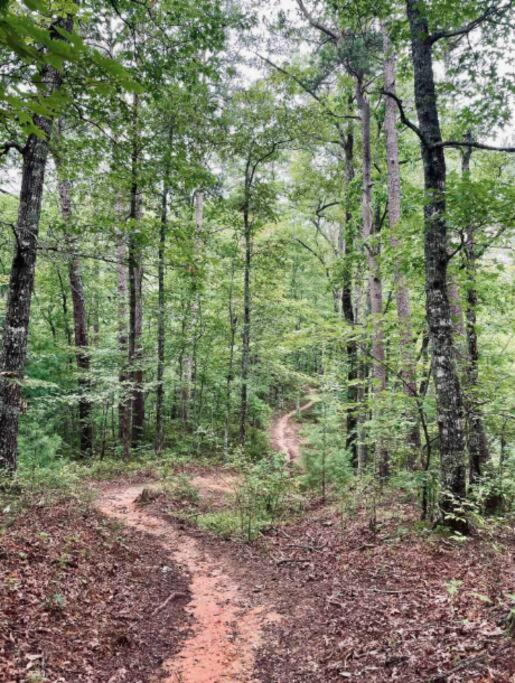 Lazy Bear Cabin Near Nantahala Outdoor Center And Брайсън Сити Екстериор снимка